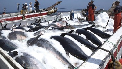 生產(chǎn)金槍魚肽選用哪款酶制劑？