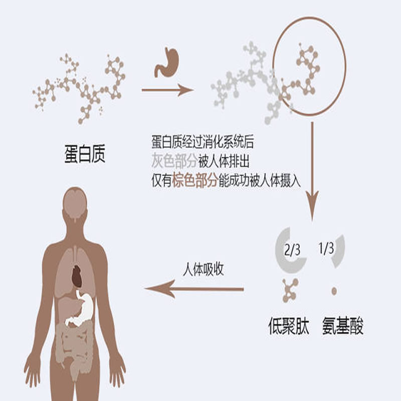 酶制劑在人體的反應(yīng)過程