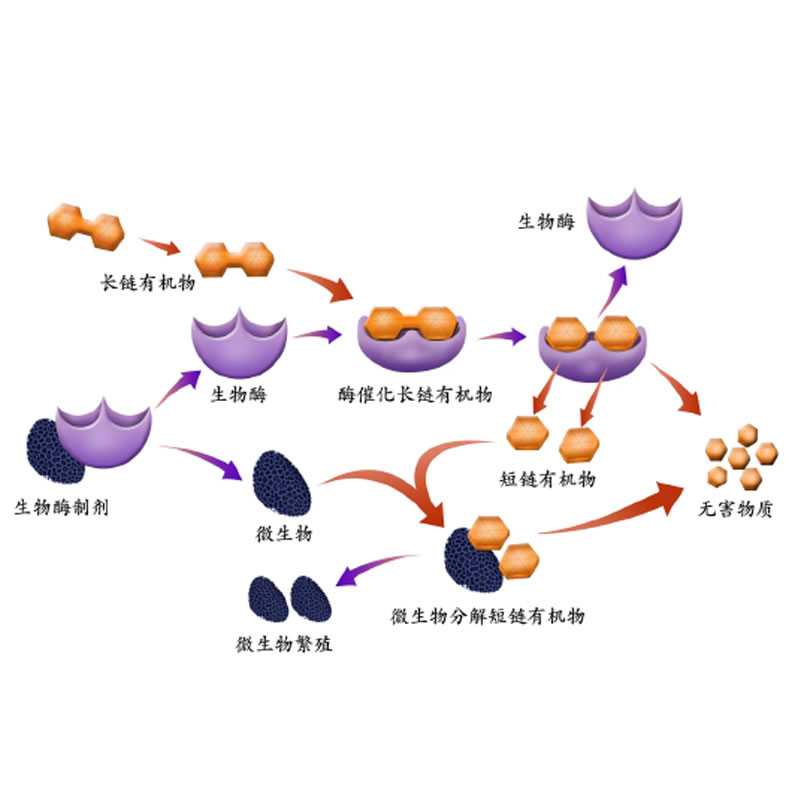 生物酶原理